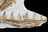 Mosasaur (Tethysaurus) Jaw Sections - Goulmima, Morocco #89249-2